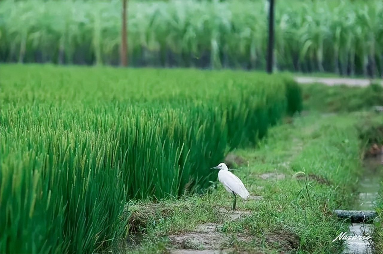 乌村一日游路线,乌村观光游是什么