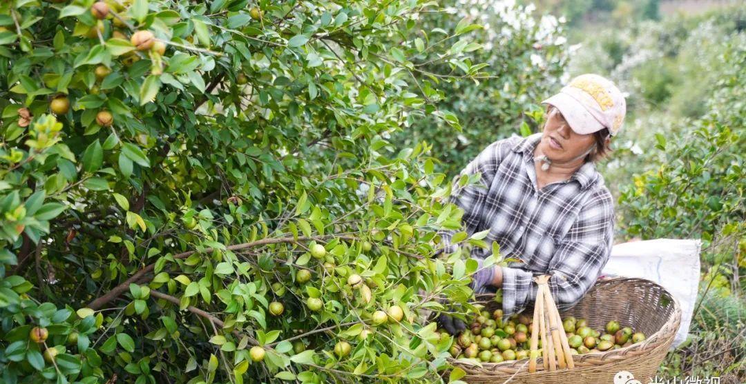 美丽的光山美景,光山县万亩油茶