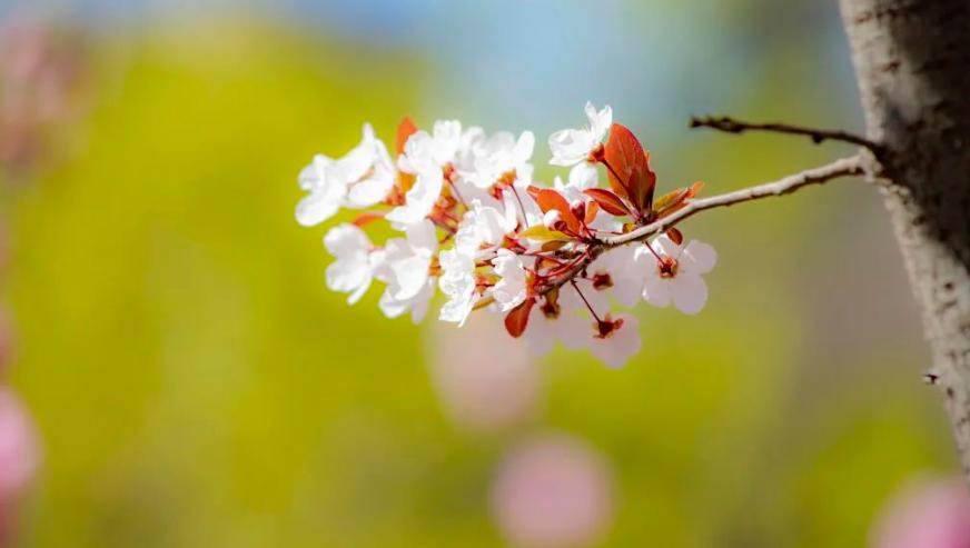 五首关于春天的经典诗词,关于春天绝美的古诗词句