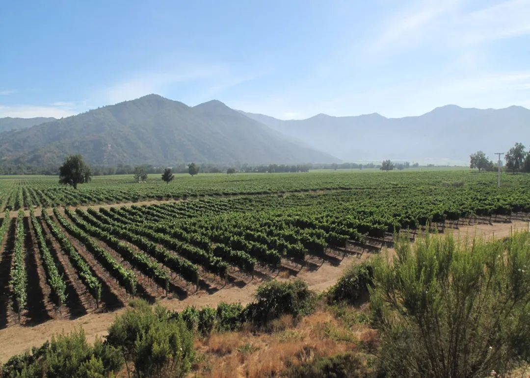 智利葡萄酒有哪些年份好,智利的变化