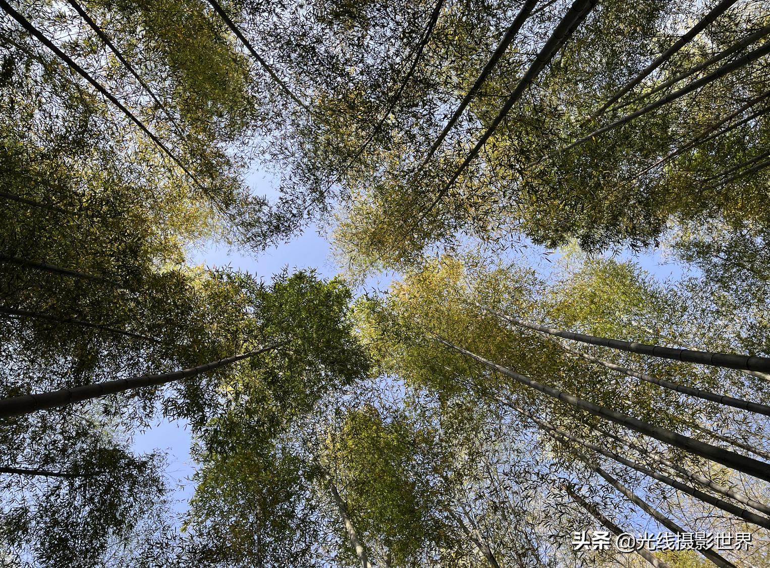 永川茶山竹海今年国庆免门票吗,2022国庆节永川茶山竹海攻略
