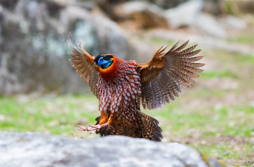 张家界罕见“娃娃鸡”，能发出婴儿般的啼哭，竟是“牢底坐穿鸟”