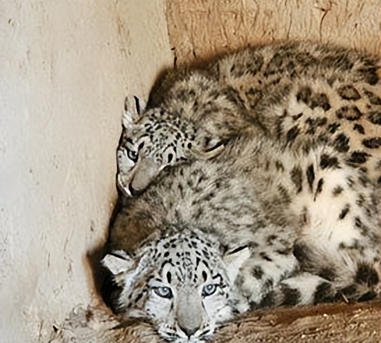 云南农村小伙捡到一只小猫,小伙捡到一只活体小猫