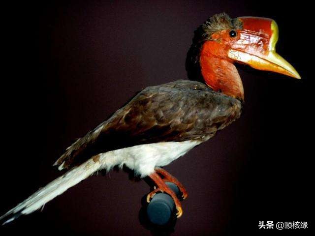 文玩一黑二黄三白,文玩界的一红二黑三白