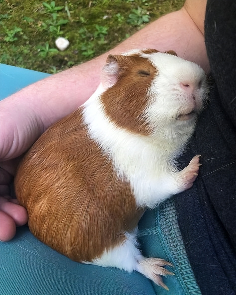 如何照顾豚鼠:情况说明书和建议2023