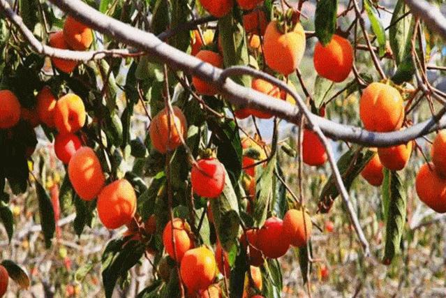 杭州西湖免门票收入及客流量,杭州西湖免门票后经济收入多少