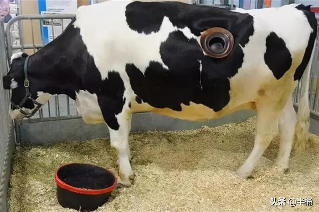 美国为什么养牛要在牛身上开洞,美国人养牛为什么要在牛身上开洞
