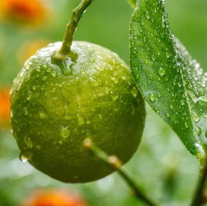 柑桔锈壁虱何时打药,防锈壁虱的最佳方法