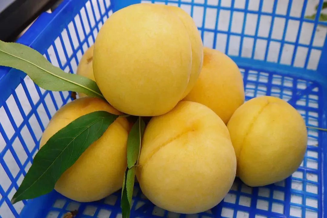 黄金油桃几月上市,山东蒙阴黄金蜜一号油桃
