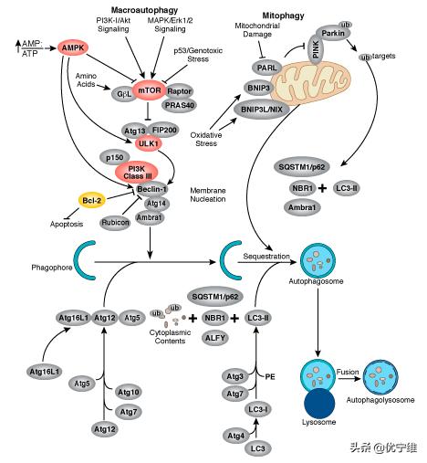 lc3自噬标记物,lc300有哪些隐藏功能