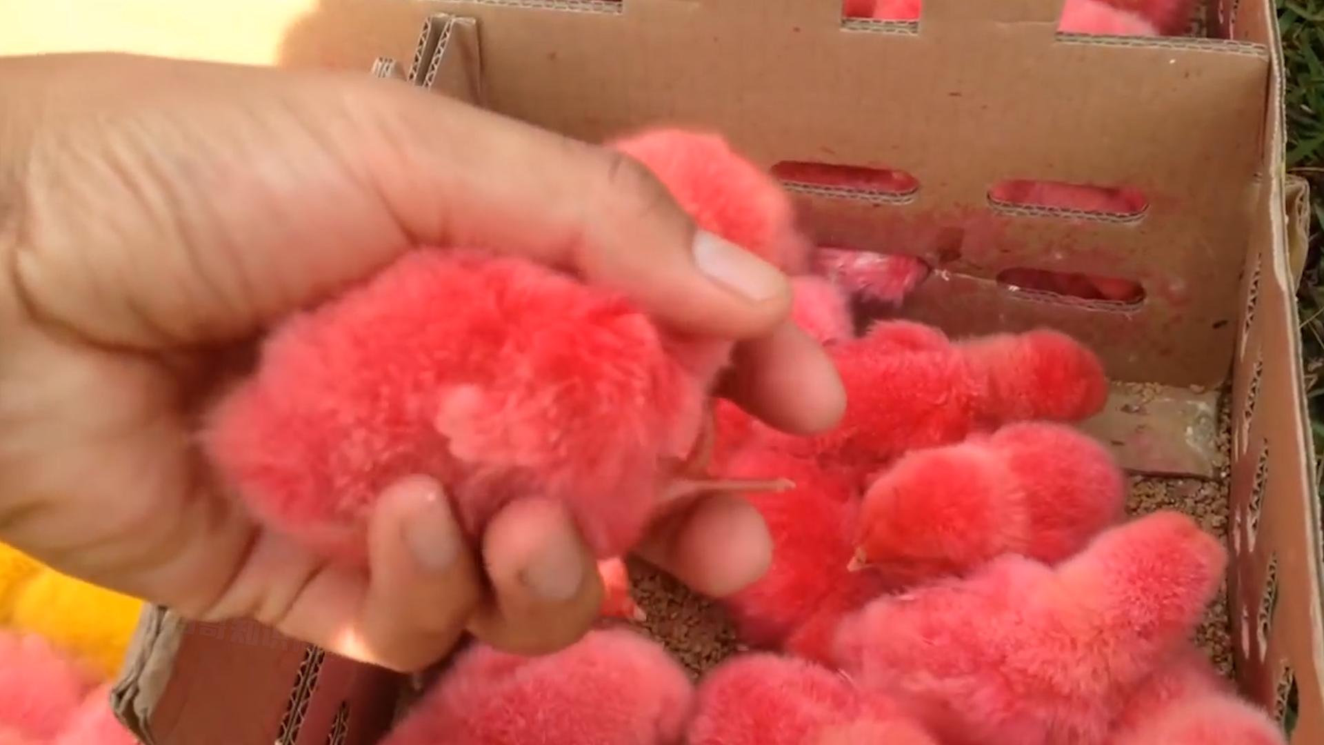 学校门口买的小彩鸡为什么养不活,学校门口的彩色小鸡为什么不能买