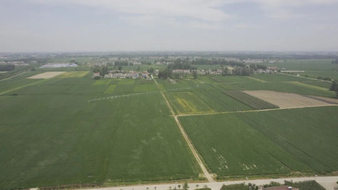 一只薯种出万元田！“*党**建+特色农业”让资源贫乏村“点”亮“薯”光大道