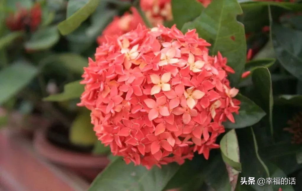 英国国花世界各国的国花,各种国家的国花大全