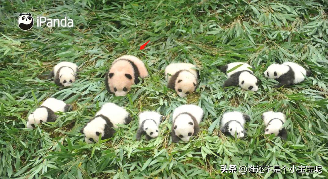 每天认识一只大熊猫七仔,大熊猫福星胖大海胆小