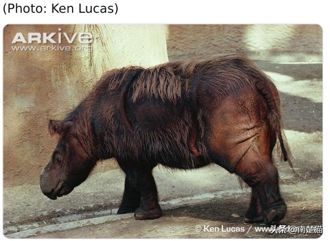 分享33种你可能从未见过的动物