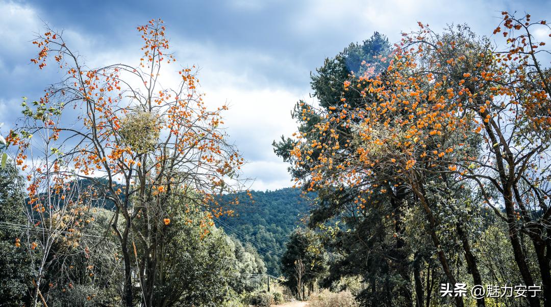 您有一份来自温泉的“柿柿如意”，请注意查收！