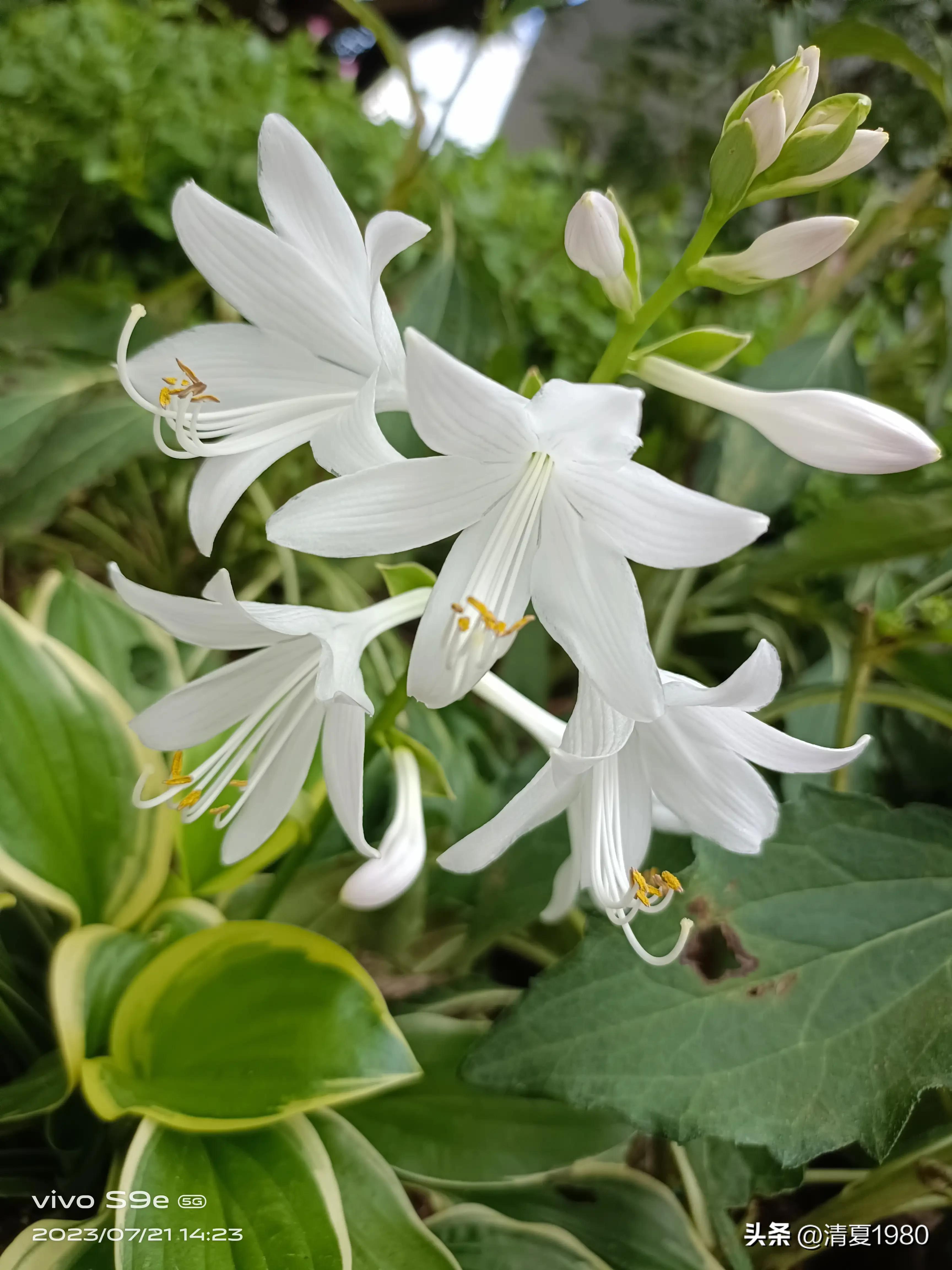 深圳东湖公园门票多少钱一张,深圳东湖公园景点图片高清