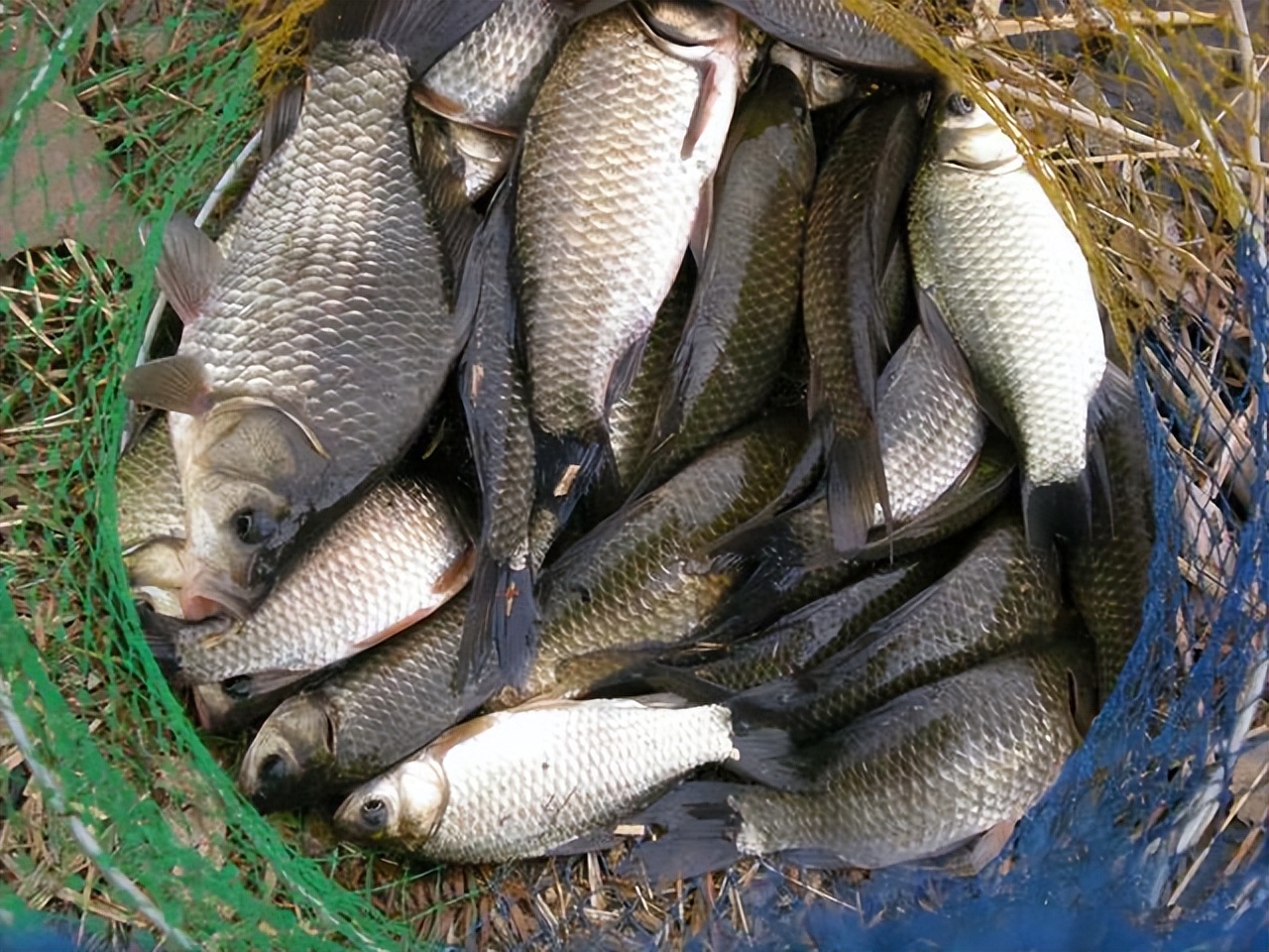 钓肥水鱼的三个注意事项,肥水鱼不咬钩怎么办