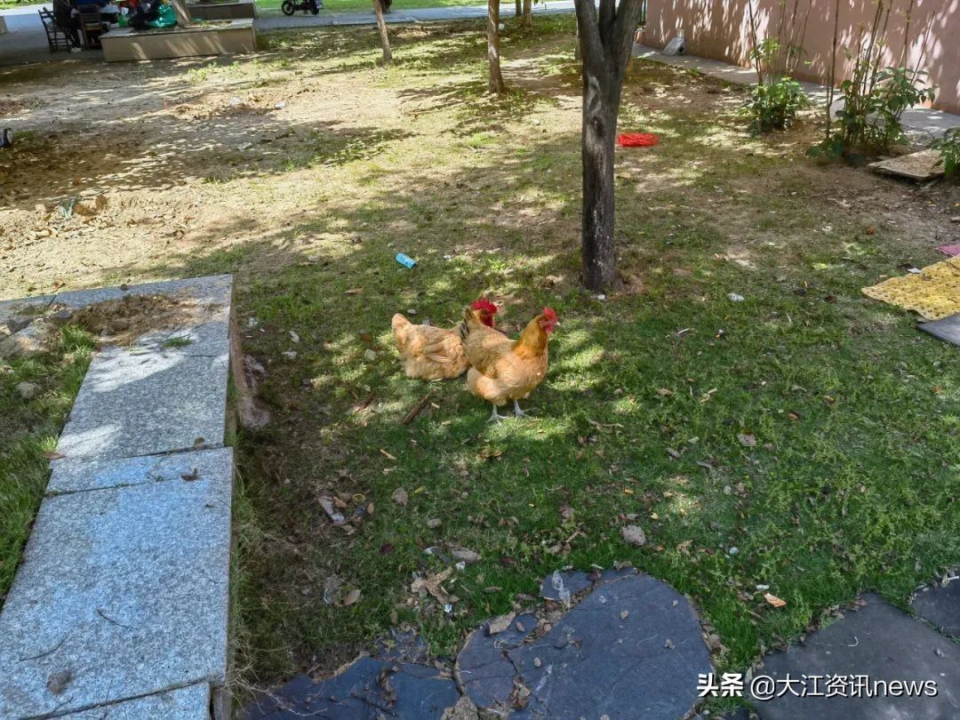 芜湖物业乱象专项整治小区名单,暗访芜湖小区物业问题比比皆是