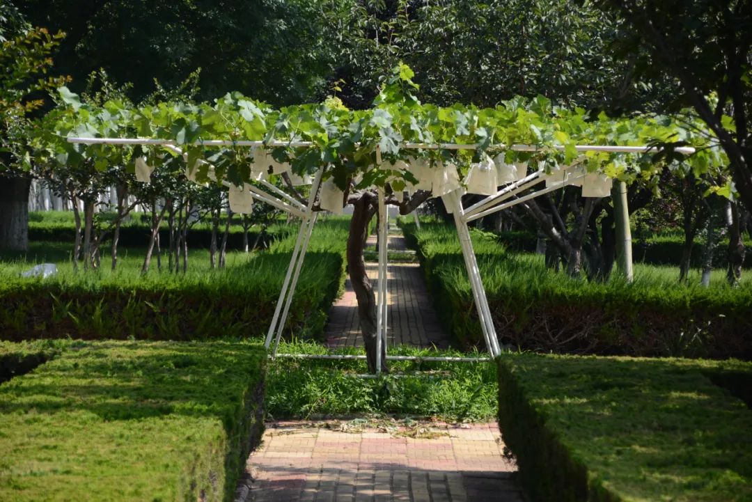 酿酒葡萄蛇龙珠,酿酒葡萄蛇龙珠和赤霞珠的区别