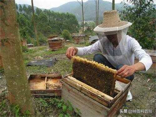 入侵海外的魔王，竟是云南人的宠物？三针能蛰死牛还被大量养殖