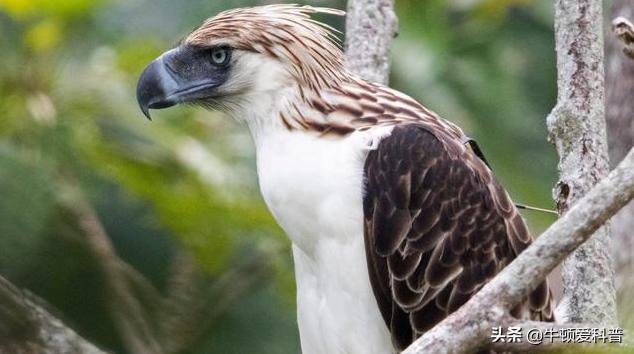 世界十大猛禽角鹰,猛禽金雕是什么鸟