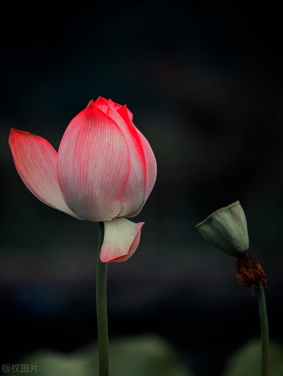荷花图片禅意荷花,最美意境荷花图片大全