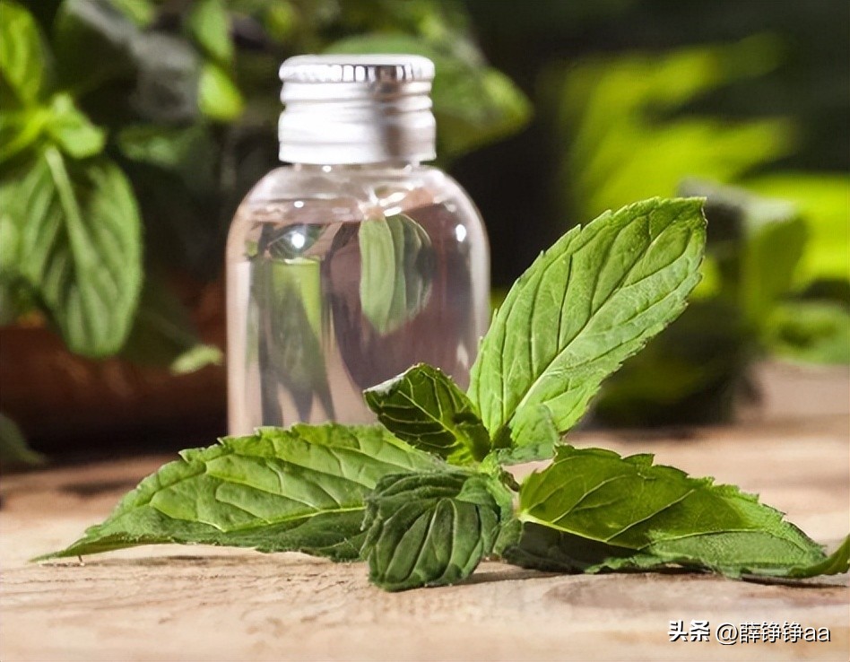 薄荷精油详细介绍,薄荷精油具有温和的能力