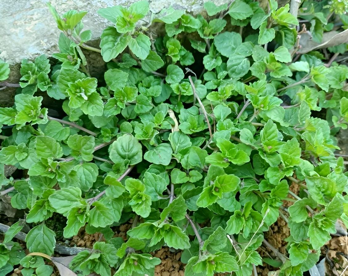 肾衰草功效,农村有一野草俗称肾草