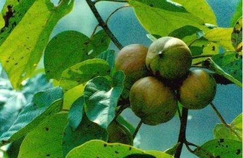 油桐：人间“五月雪”，抗日英雄今记否？