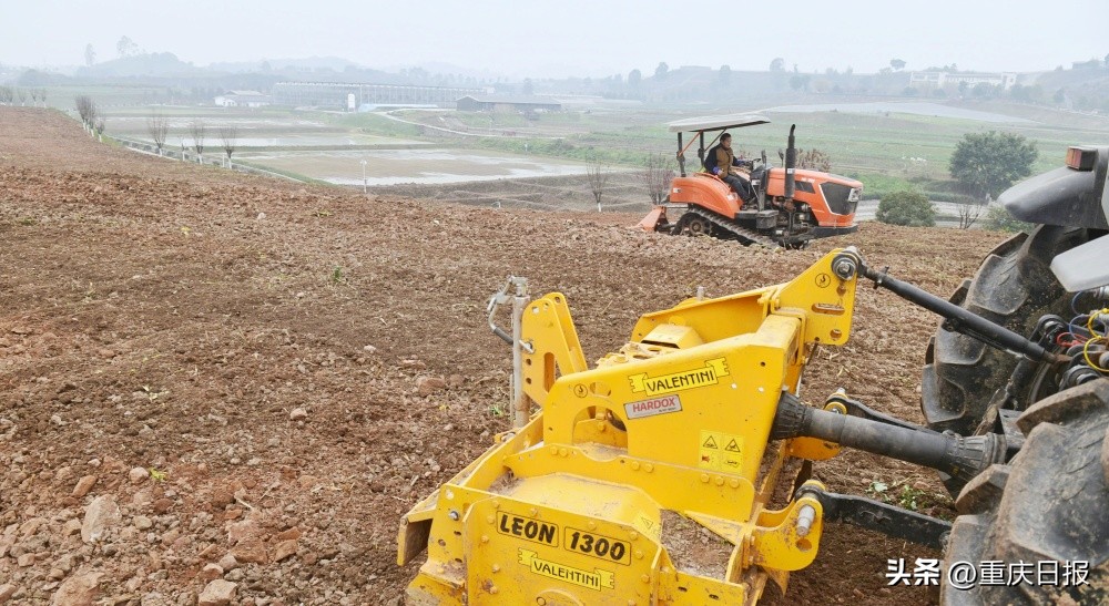 油菜能摘菜薹吃、萝卜口感像甜梨、鱼菜共生AI工厂……重庆农业科技咋样？看看这些宝贝就知道