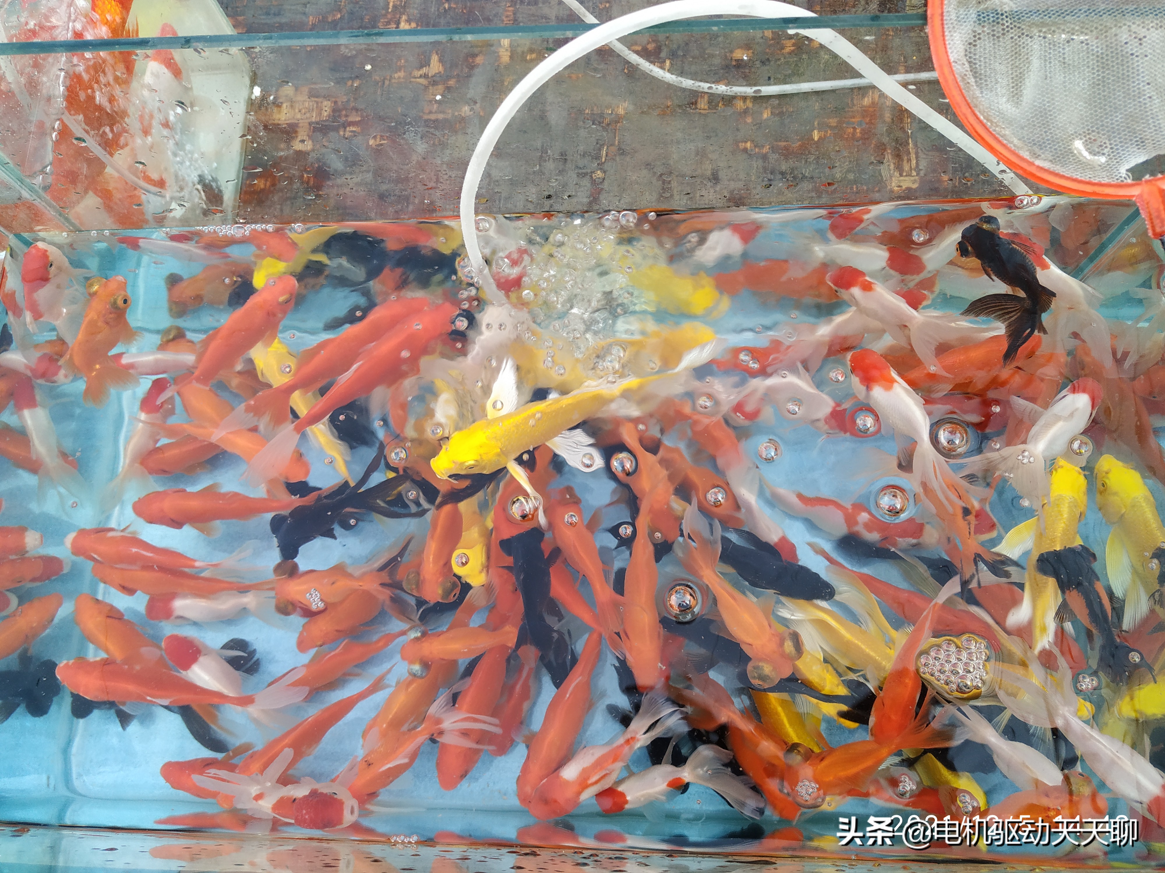 北京房山周末赶乡村集市,房山农村大集哪里好玩