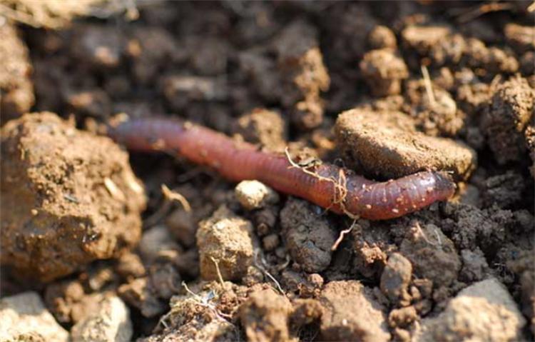 用什么杀蚯蚓效果最好,用什么杀蚯蚓