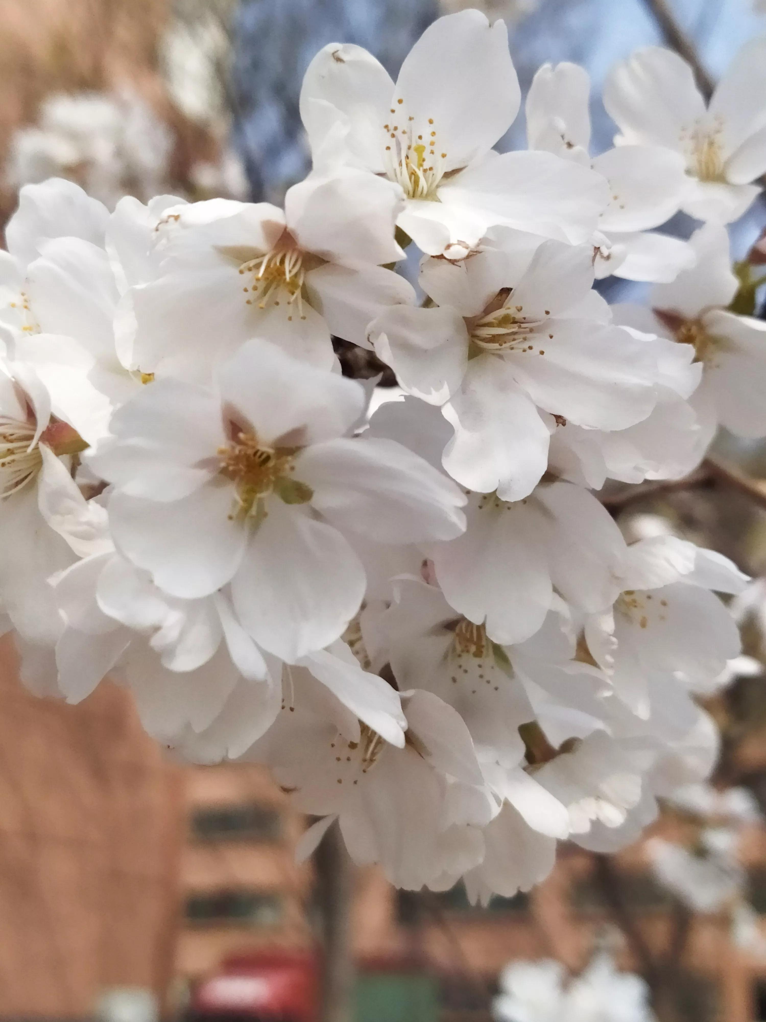 樱花烂漫的唯美句子,樱花烂漫
