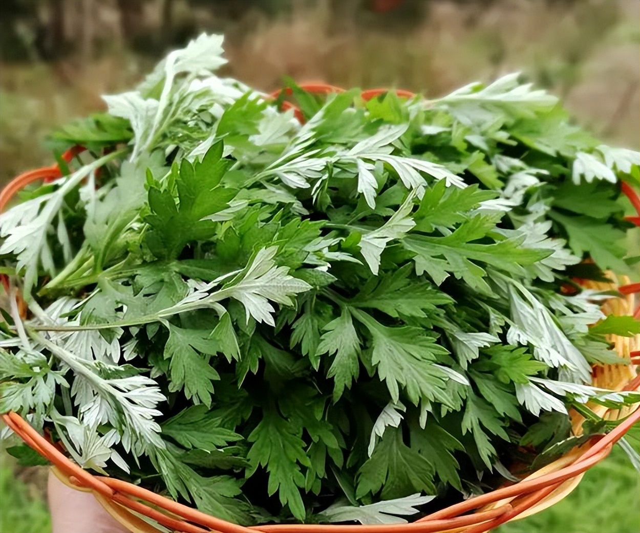 艾叶加生姜泡脚的功效坚持一个月,长年坚持花椒艾叶泡脚