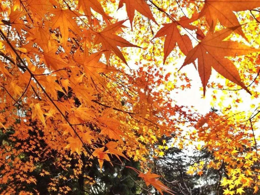 「秋天必看」枫树图鉴22年版——鸡爪枫及日本枫篇