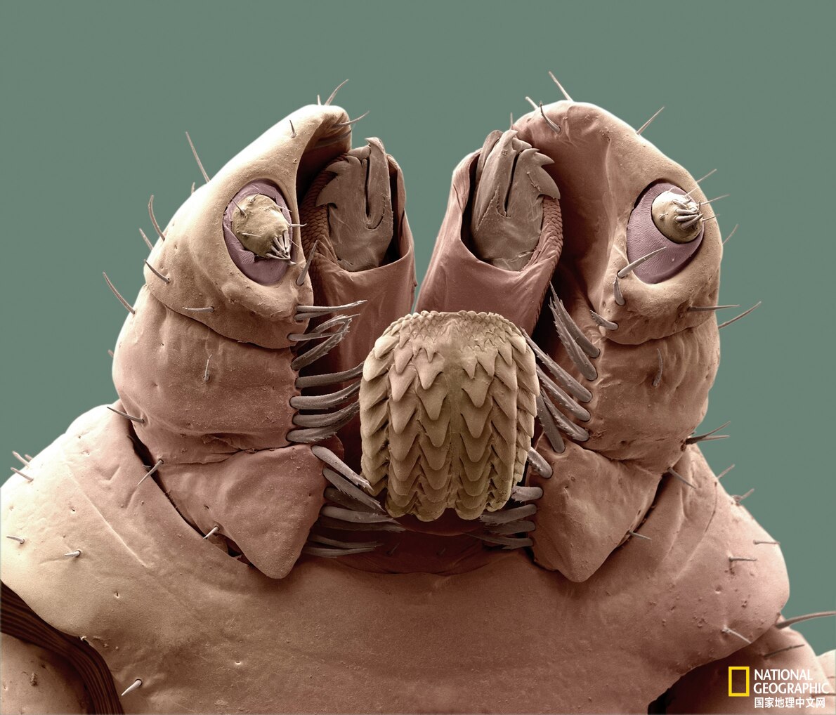 咬人最厉害的六种虫子,最常见的几种咬人的虫子