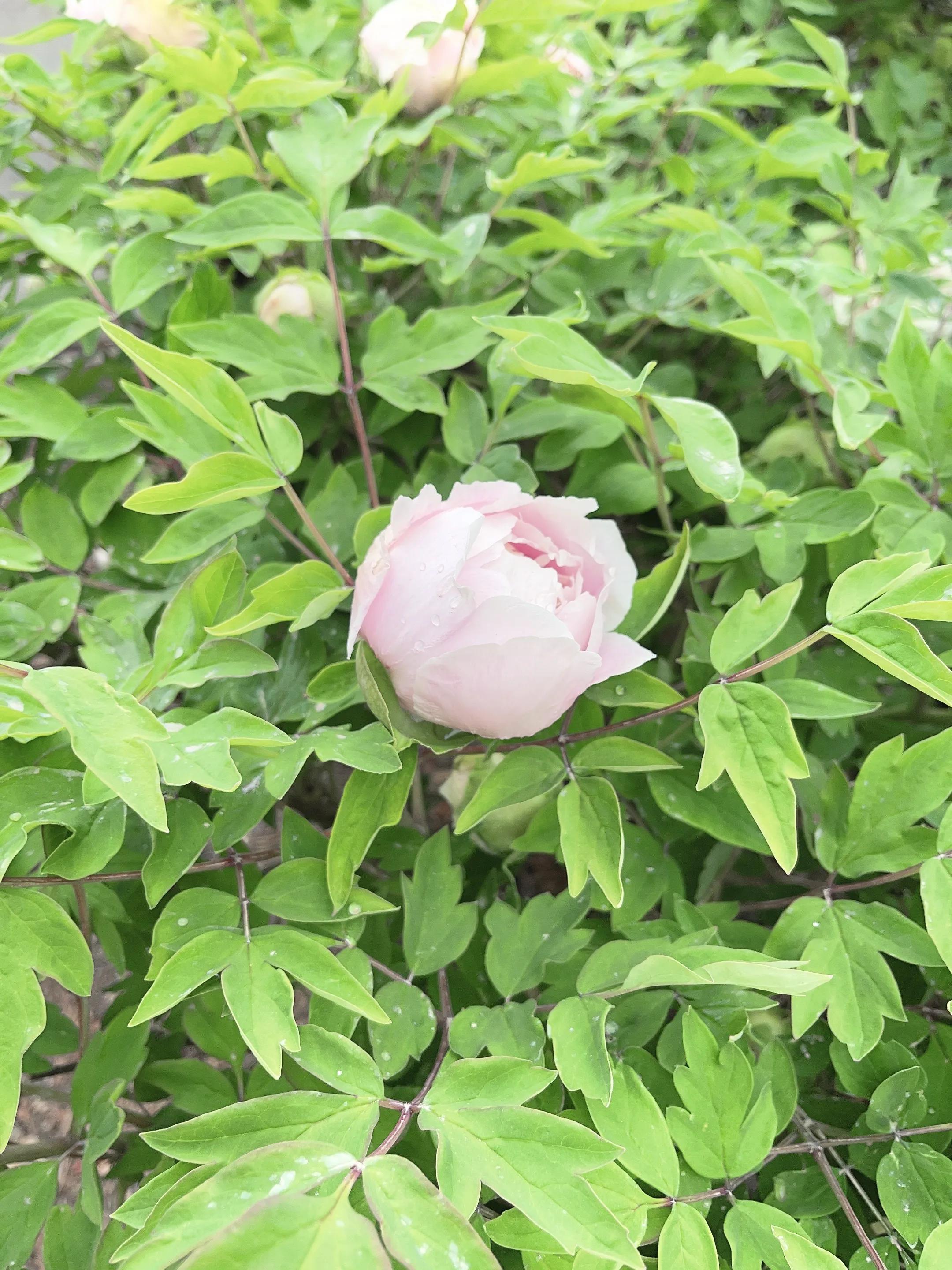 微雨牡丹花半开雨露带珠粉娇饰才开沁馨释香浓路人惊艳花开时元姆