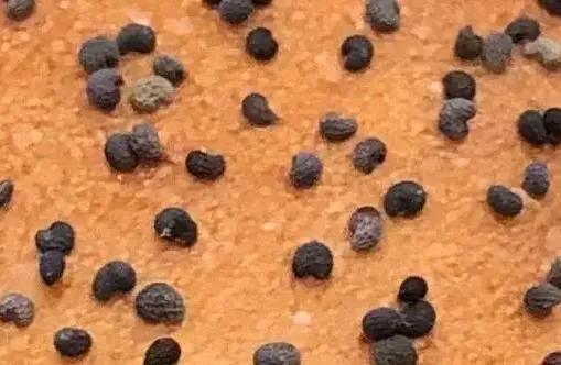 盆栽*粟罂**“当蔬菜吃”？涉嫌违法犯罪！有关知识来了解一下