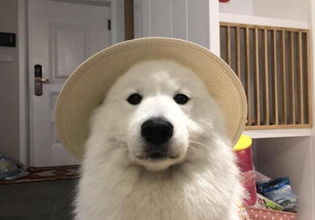 萨摩耶犬公的还是母的,萨摩耶犬怎么养才正确