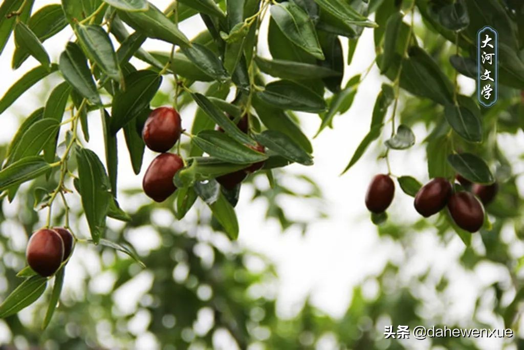 西安李磊小时候照片,李磊小时候是奶奶养大吗