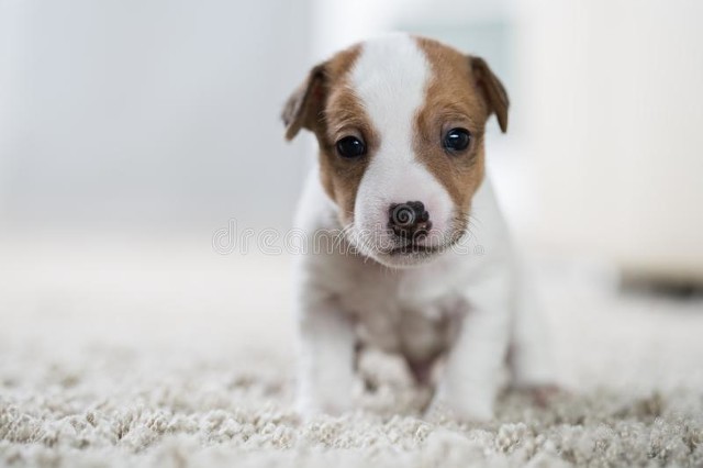 世界上最小品种的狗,最小的狗狗多少钱一只