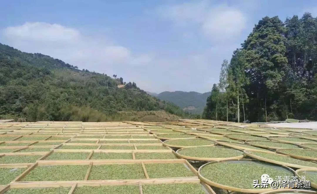 十大名茶是指哪十大,中国十大名茶最新排行建议收藏