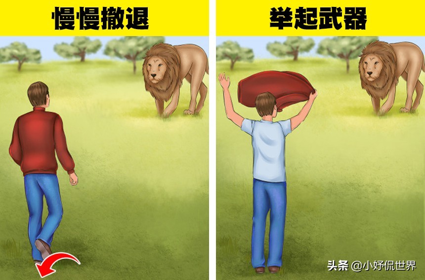 盘点8种面对动物的生存技巧,救命小技巧
