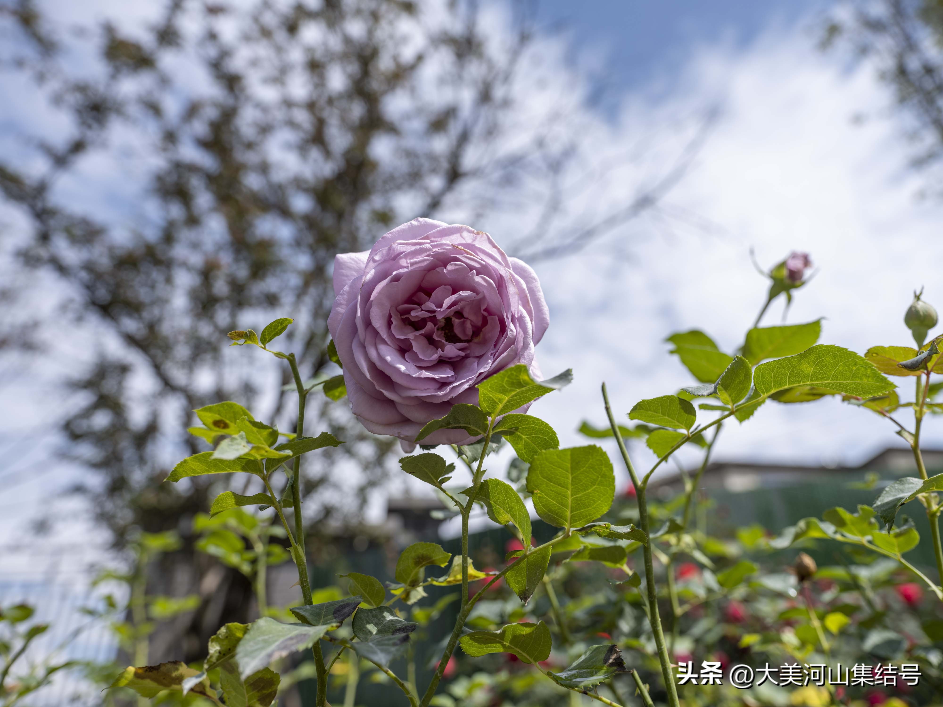 富士gfx100s铭匠光学50mmf1.2,富士中画幅gfx50二代对比gfx100s