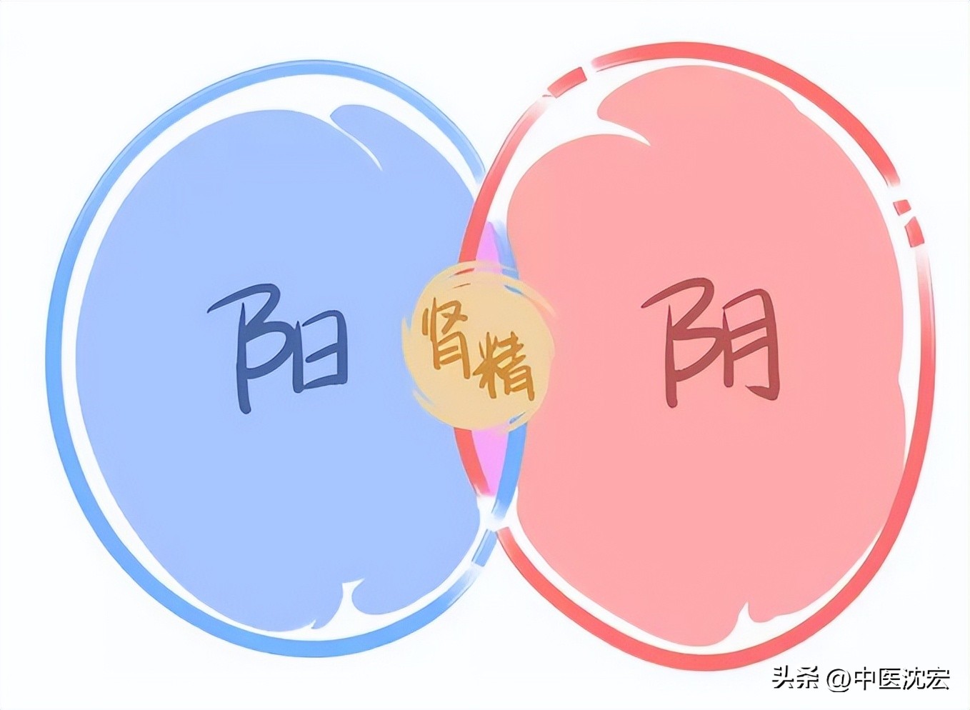 调和五脏心肝肺脾肾28味中药,一味补肝脾肾的中药