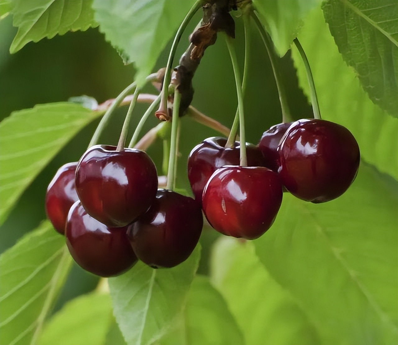 经期真的不能吃黄瓜吗,经期真的不能吃冰的吗