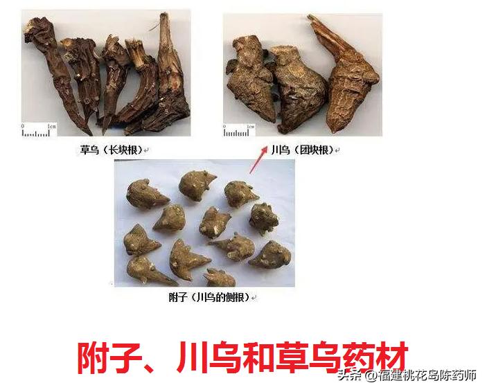 十七味中药功效和作用,温里散寒的药物有哪些