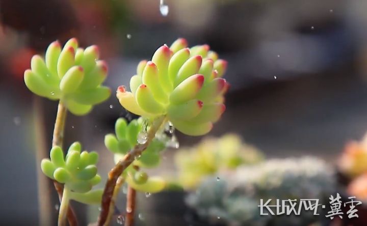 大学生返乡创业做新农人,新农人2023乡村振兴返乡创业