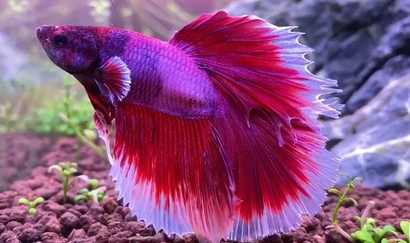 印尼斗鱼和泰国斗鱼的区别,印尼斗鱼能跟泰国斗鱼繁殖吗